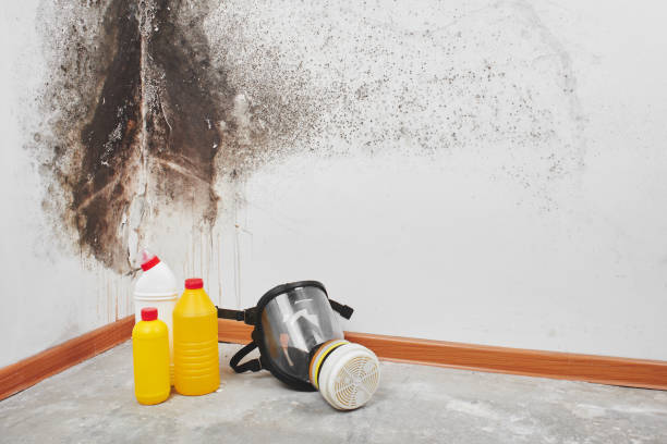 Best Office Mold Removal Services  in Pigeon, MI