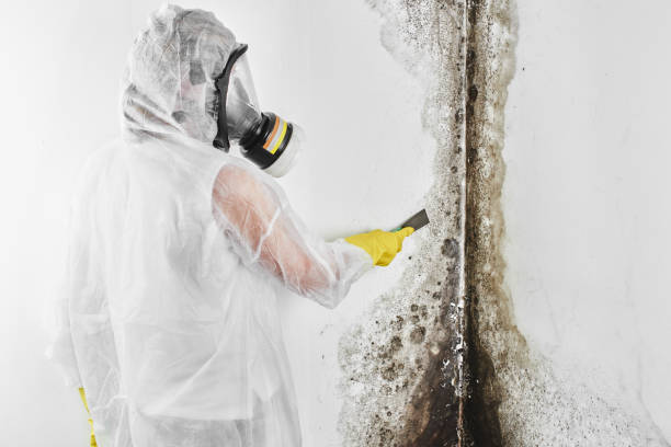 Best Emergency Mold Removal  in Pigeon, MI