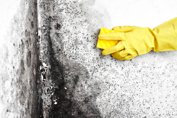 Best Black Mold Removal  in Pigeon, MI