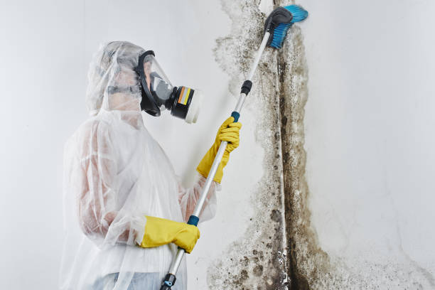 Best Mold Remediation  in Pigeon, MI