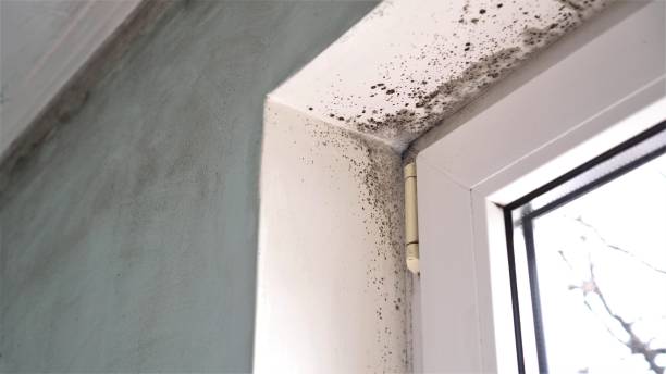 Best Local Mold Removal Service  in Pigeon, MI