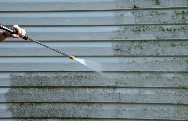 Best Mold Damage Repair  in Pigeon, MI