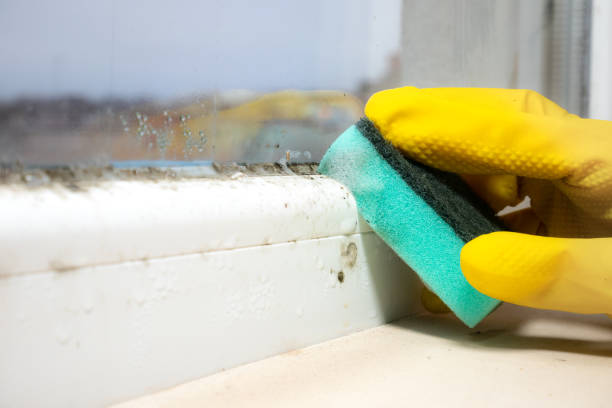 Best Affordable Mold Removal  in Pigeon, MI
