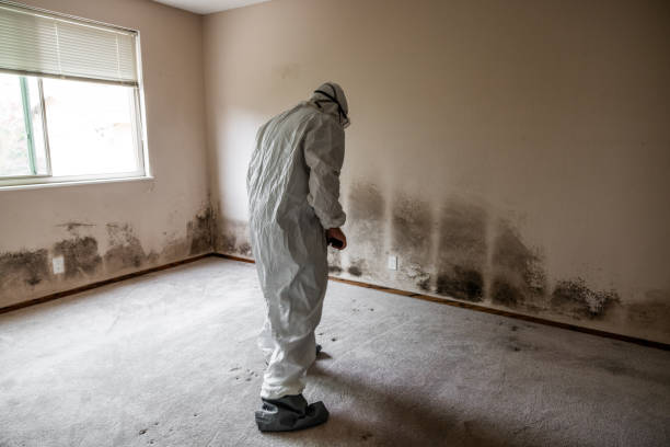 Mold Testing and Removal in Pigeon, MI