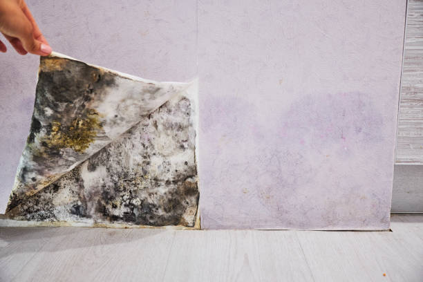 Best Home Mold Removal  in Pigeon, MI
